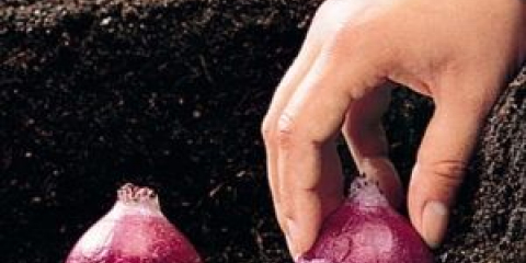 Kdy zasadit hyacinty na podzim do otevřeného terénu